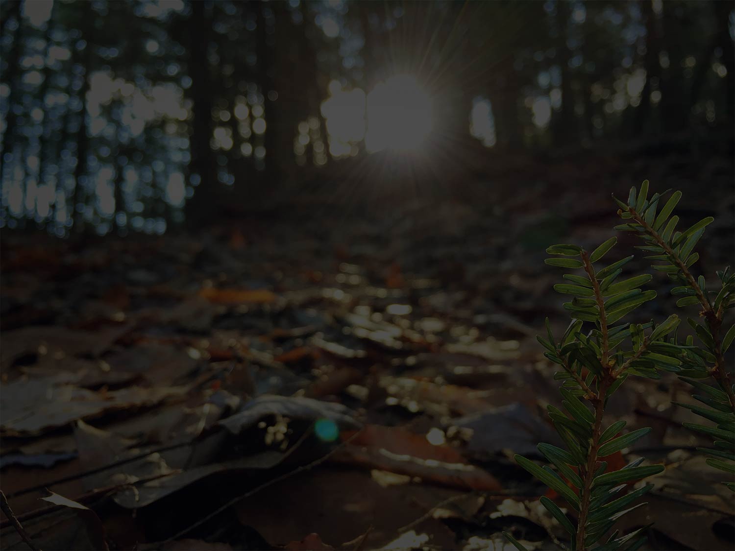 Limbwalker Tree Service gallery 7