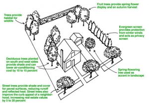 Trees provide numerous aesthetic and economic benefits