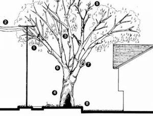 Defects in Urban Trees