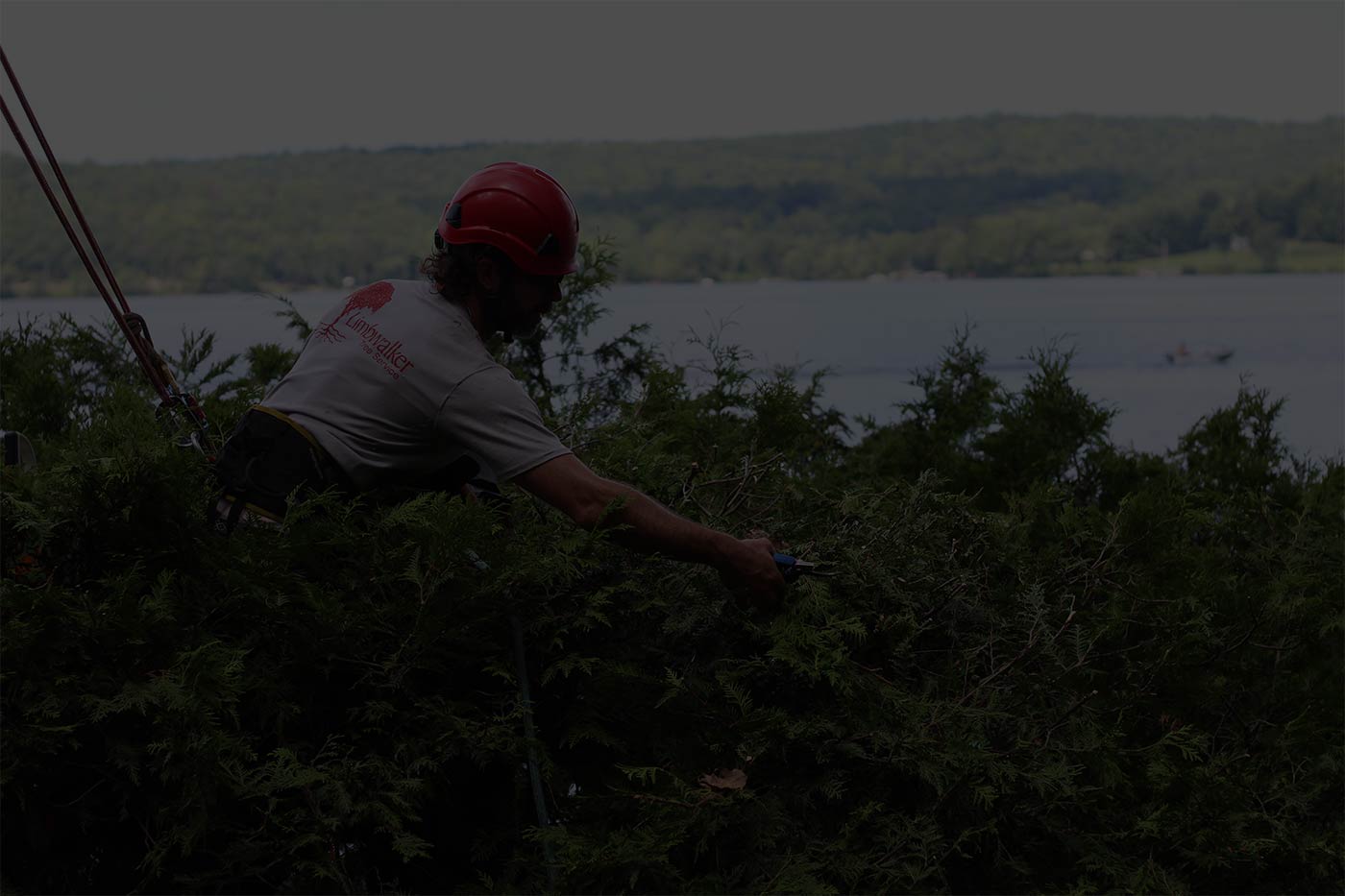 Limbwalker Tree Service gallery 3