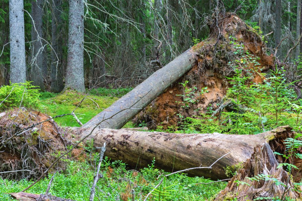Felled tree hazard