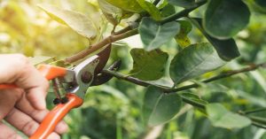 Pruning shears snipping a branch on fruit tree
