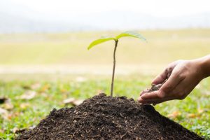 Planting a fruit tree in soil