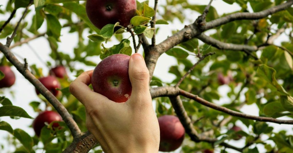 hand picking a red apple off of a tree