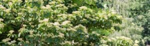 Pagoda dogwood tree in full bloom with clusters of white flowers and tiered horizontal branching