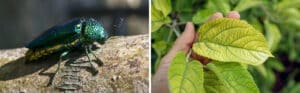 Two-panel comparison of tree disease symptoms: metallic green emerald ash borer beetle on tree bark (left), and yellowing leaves showing iron chlorosis or nutrient deficiency symptoms held in a hand (right)