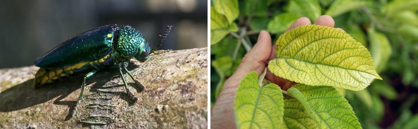 Two-panel comparison of tree disease symptoms: metallic green emerald ash borer beetle on tree bark (left), and yellowing leaves showing iron chlorosis or nutrient deficiency symptoms held in a hand (right)