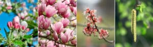 Springtime tree blossoms including pink apple flowers, magnolia blossoms, red maple flowers, and birch catkins