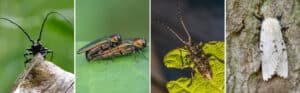 Four-panel comparison of destructive tree pests: black Asian longhorned beetle with long antennae on bark (left), metallic emerald ash borer on a leaf (center-left), brown and tan white-spotted sawyer beetle on a green leaf (center-right), and pale gypsy moth on tree bark (right)