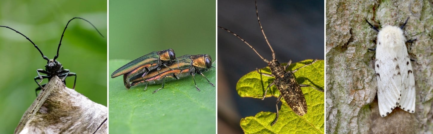 Four-panel comparison of destructive tree pests: black Asian longhorned beetle with long antennae on bark (left), metallic emerald ash borer on a leaf (center-left), brown and tan white-spotted sawyer beetle on a green leaf (center-right), and pale gypsy moth on tree bark (right)