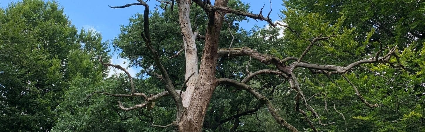 Dead branches on a tree posing a hazard risk surrounded by healthy green foliage