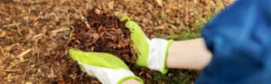 Close-up of hands wearing bright green and white work gloves holding dark brown wood chip mulch over a mulched garden bed