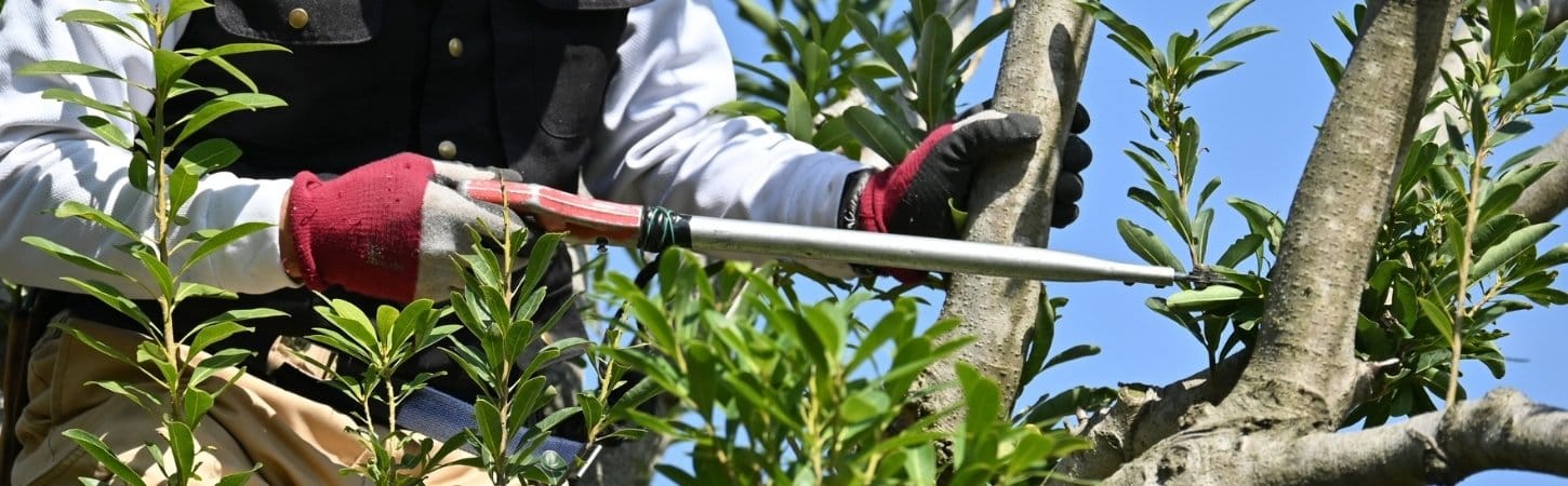 Close-up of arborist's hands wearing red work gloves and white protective wraps using a handsaw to prune small branches on a tree against a clear blue sky