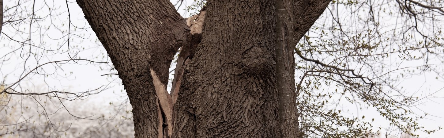 Tree trunk with a deep vertical split and crack running down the center, showing structural damage and potential hazard