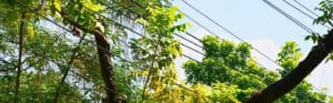 Tree branches with green foliage growing near overhead power lines