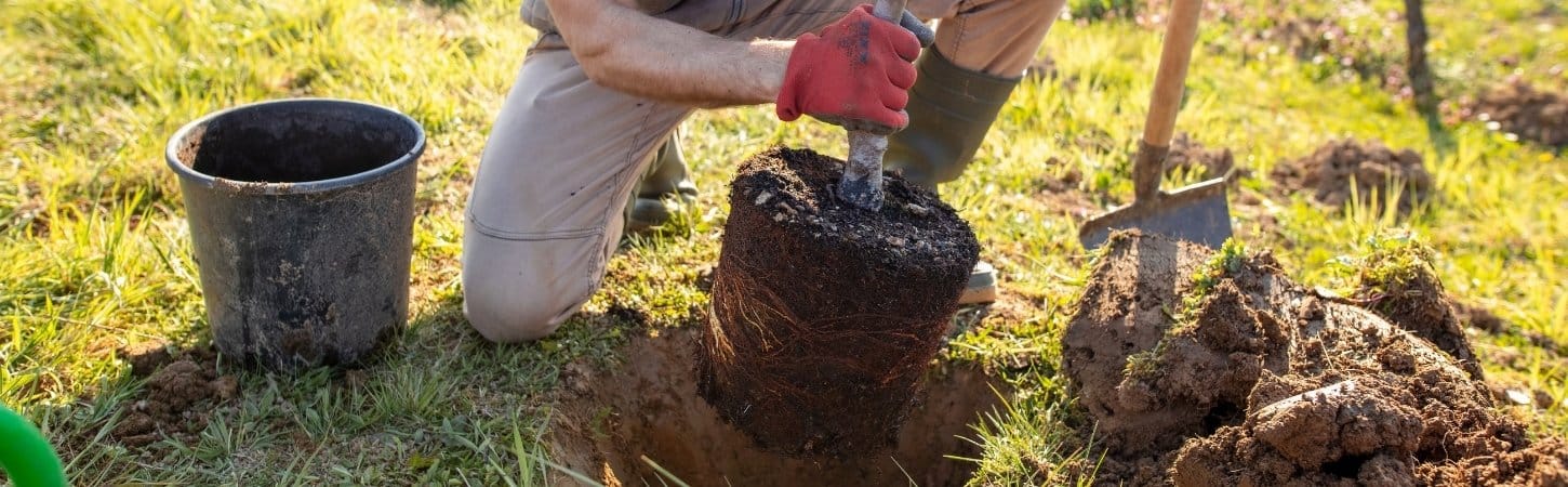 Gardener in work clothes and red gloves planting a young tree seedling with its root ball into soil, with a planting bucket and tools nearby