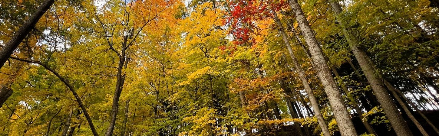Forest canopy viewed from below showing mature trees with vibrant fall foliage in shades of gold, yellow, orange, and red