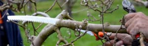 Close-up of hands using pruning shears to cut bare fruit tree branches during winter dormancy season