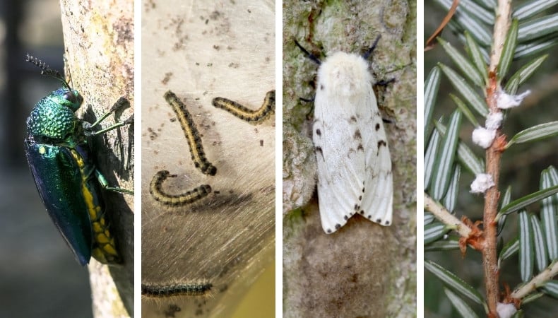 Four-panel composite showing Vermont's most concerning tree pests: emerald ash borer adults on a leaf, forest tent caterpillars on bark, an adult spongy moth, and hemlock woolly adelgid as white woolly masses on hemlock needles.