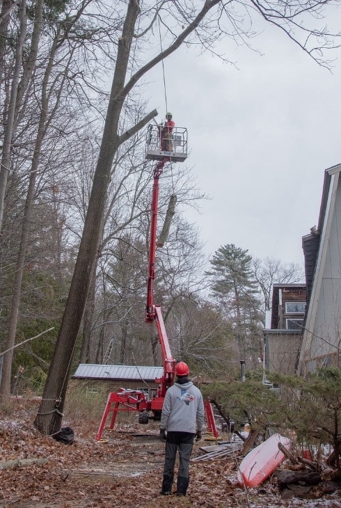 Arborist using red spider lift equipment to trim tall tree in residential area