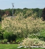 Freshly pruned ornamental shrub with trimmed branches piled on the lawn beside it
