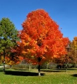 Mature maple tree with vibrant red and orange fall foliage in a sunny park setting