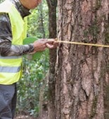 Arborist in a safety vest using a measuring tape to assess the diameter of a tree trunk