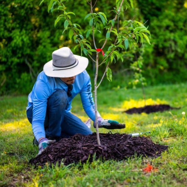 Gardener applying mulch around the base of a newly planted young tree in a lawn setting