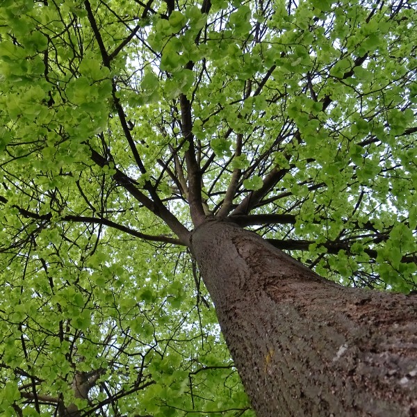 Mature maple tree with lush green summer foliage viewed from below looking up at the canopy