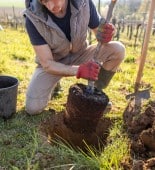Gardener in work gloves planting a tree sapling and preparing the soil around its base