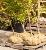 Young maple trees with root balls wrapped in burlap lined up for planting